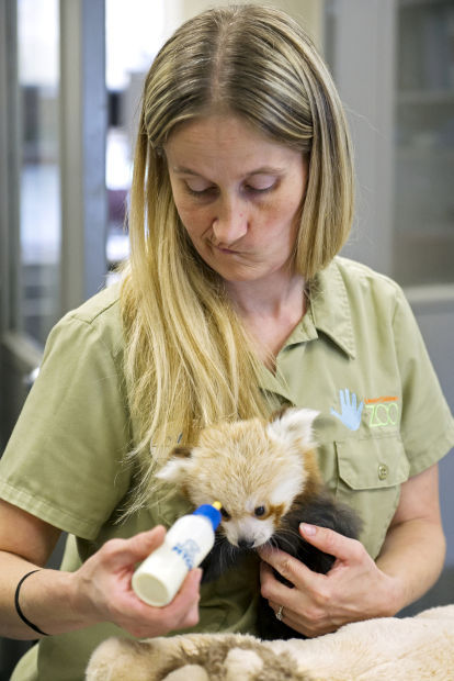 Red Panda Cubs, 09/04/2014